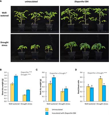 Diaporthe atlantica enhances tomato drought tolerance by improving photosynthesis, nutrient uptake and enzymatic antioxidant response